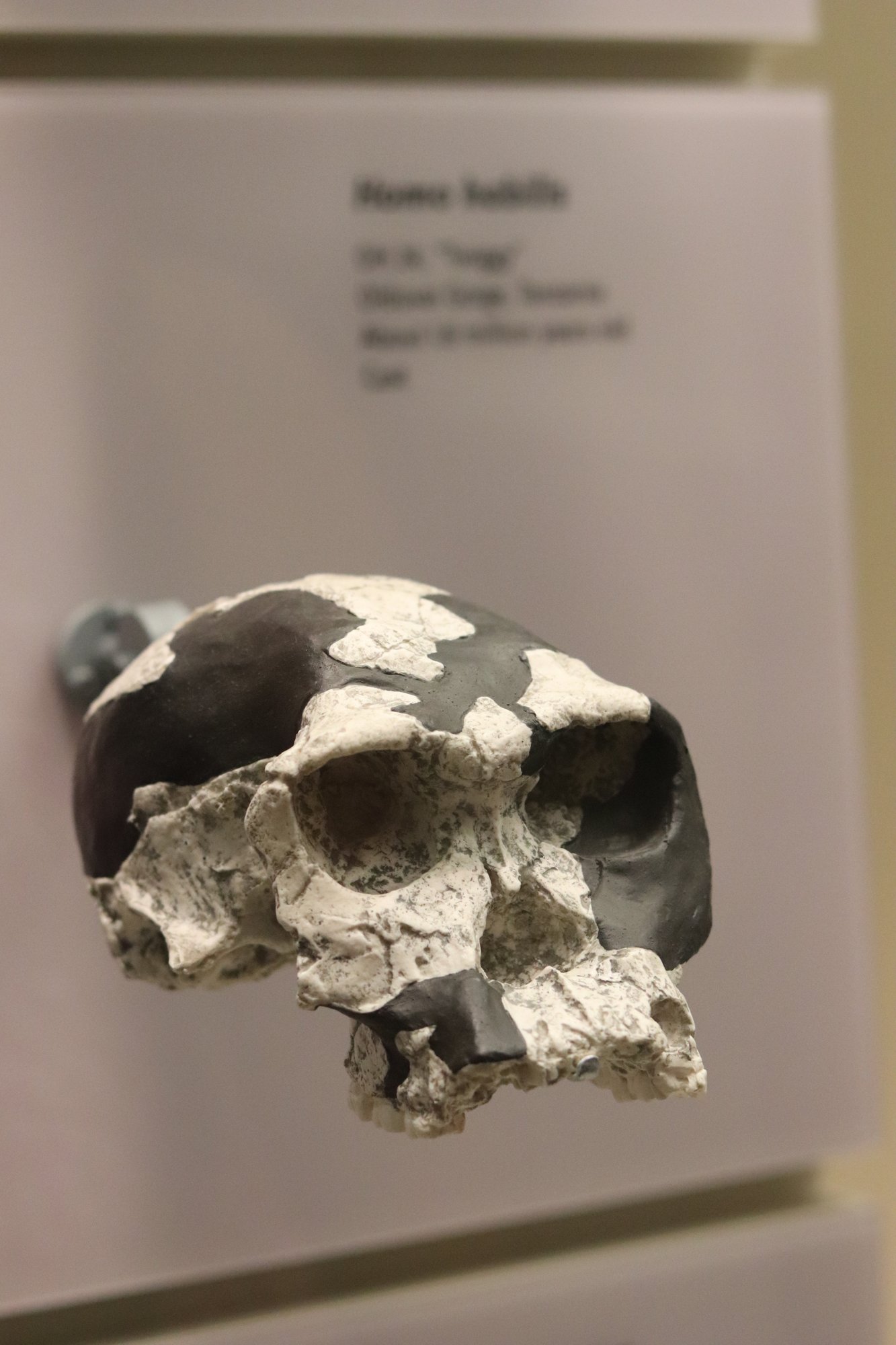 Homo habilis · Museum Cast