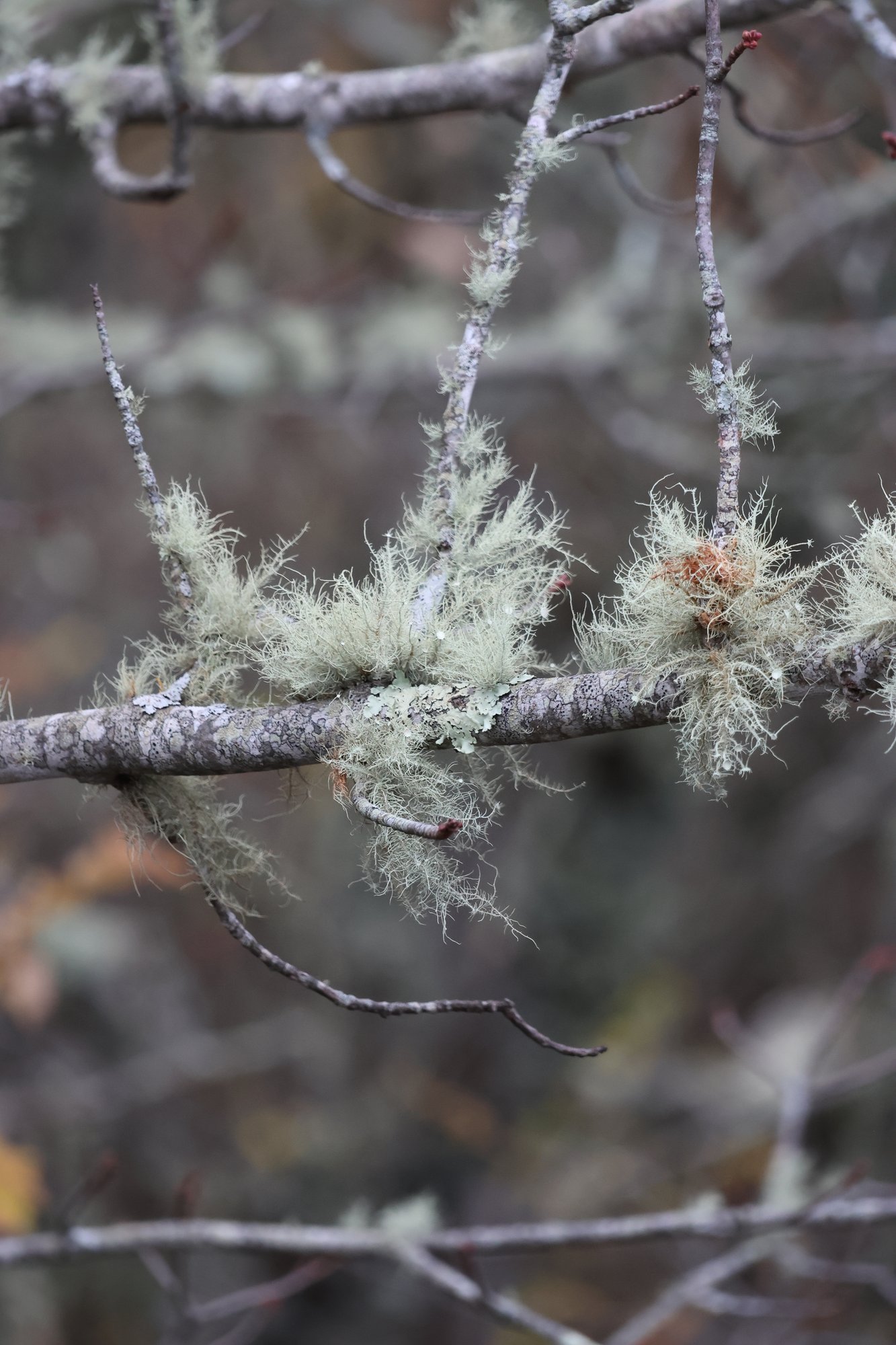 Usnea · Forest Detail
